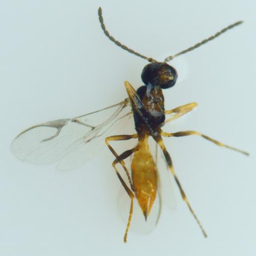Réf. 233 659 : Adialytus ambiguus